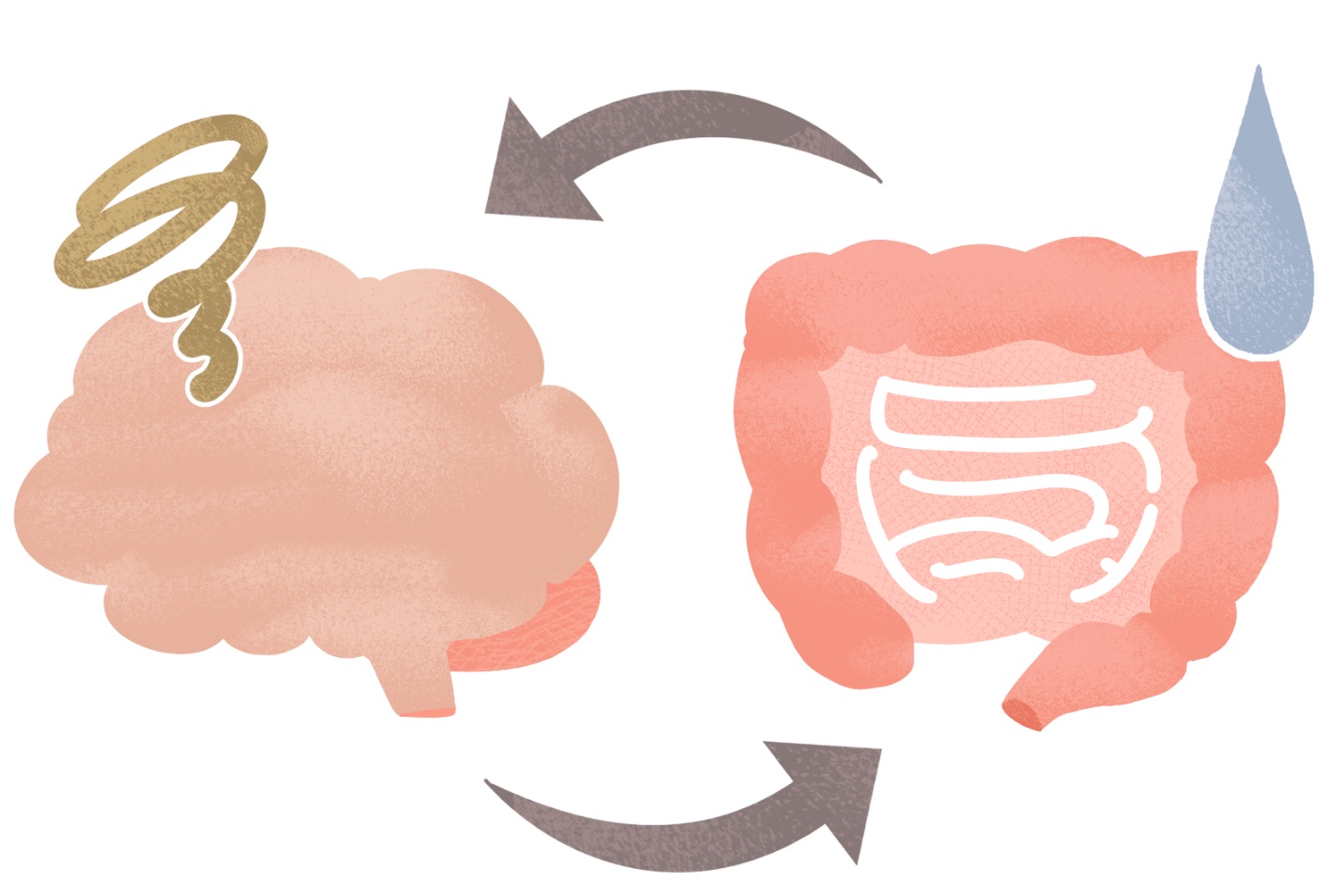 脳と胃腸の関係|ストレスでお腹が痛くなるのはなぜ?自律神経との関係を解説