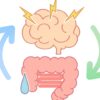 脳と腸の関係｜過敏性腸症候群と自律神経の関係｜お腹の不調を整えるには？
